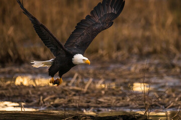 Portrait of majestic American bald eagle bird flying at golden sunrise or sunset landscape with large wings outstretched carrying food in talons in the forest in Pacific Northwest USA
