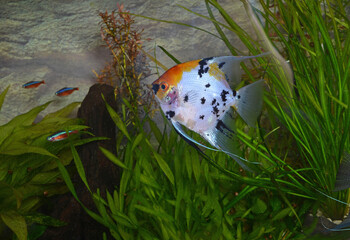 Aquarian small fishes