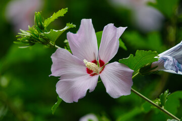 The Rose of Sharon (Hibiscus syriacus)