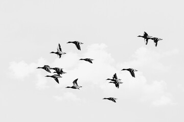 vol de canards sauvage