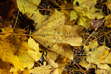 Water Droplets on Fall Leaves