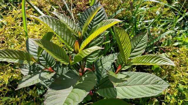 kratom plant (Mitragyna speciosa) grows wild in tropical borneo