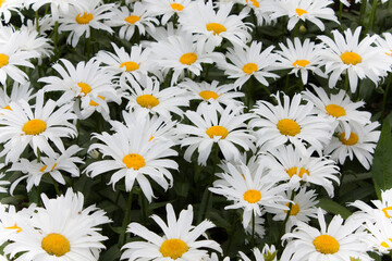 Field of white daisies - Flower bed blooming in springtime
