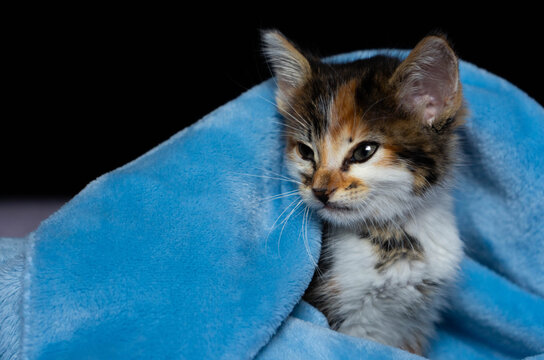 photo of puppy cat wrapped in a blue blanket