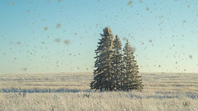 Winter landscape in a field with three snow-covered fir trees, beautiful snowfall, sunny weather. Cinemagraf , video loop