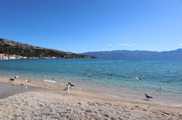Picturesque sea bay, seagulls on the seashore on a sunny autumn day, Krk island, Croatia.Seascape clear azure water of the Adriatic Sea, seagulls on a pebble beach and mountains on the horizon