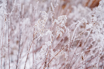 Shrubs and grasses covered in rime ice from freezing fog, in rural Minnesota