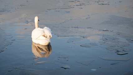 Piękny łabądż na zamarzniętym stawie © Justyna