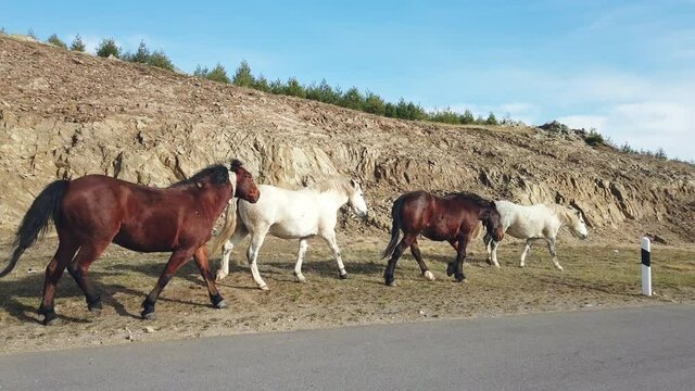 The horse herd run on the mountain asphalt road, slow motion