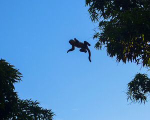 Jump Of Ape - This kind of ape is very rare in Brazil.