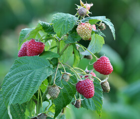 Fruits of raspberry on a bush branch