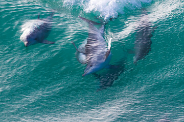 Dolphin smiles while riding a wave