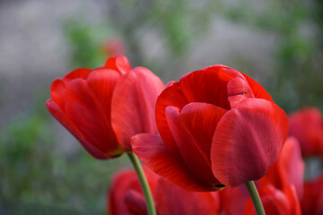 beautiful red tulips with copyspace on blurred nature background. Floral background.