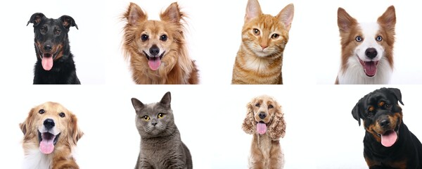 Beautiful animals in front of a white background