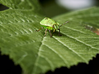 beetle on a leaf