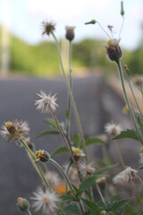 Obraz premium flores
