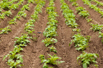 Potato Field. Fresh Green potato Field Agriculture Background.