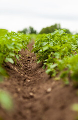 Potato Field. Fresh Green potato Field Agriculture Background.