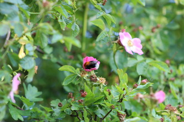 bumblebee in a flower