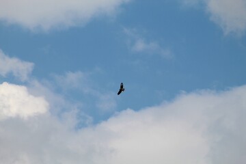buzzard in the sky