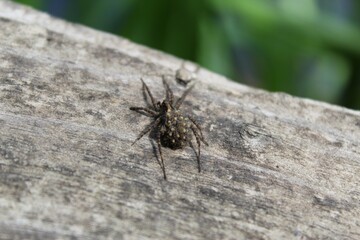 spider carrying spiderlings