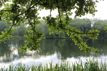 Tree branches drooping over lake