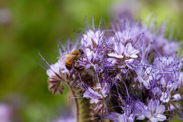 Abeille mellifère butinant des fleurs de phacélie