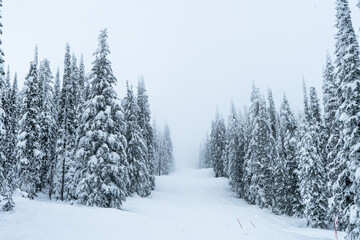 Fototapeta premium Trees covered by snow in winter time