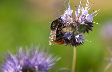 Bourdon des pierres butinant des fleurs de phacélie