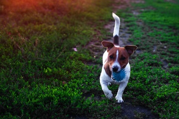 Funny pet dog playing with blue toy ball