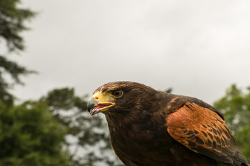 Portrait of a Peregrine falcon, undoubtedly one of Ireland's most impressive birds