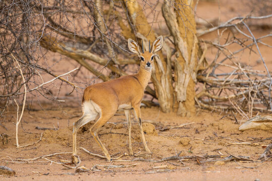 Cute steenbok on alert in front of tree in Etosha National Park
