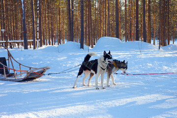 Husky sled carrying a sleigh