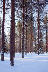 The winter forest