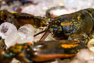 Close up lobster laid on ice cubes