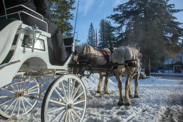 Fototapeta na wymiar vintage horse carriage and coachman