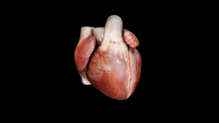 human heart anatomy. Isolated on black background. 3D render