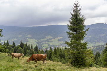 Naklejka premium Cows Graze in the Carpathian mountains Meadow. Majestic view on beautiful foggy Carpathian mountains Meadow