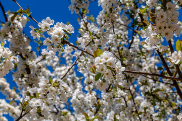 White flowers of cherry against the blue sky