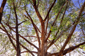 close up tree trunk overlooking the sky, looks green and its blue with clouds