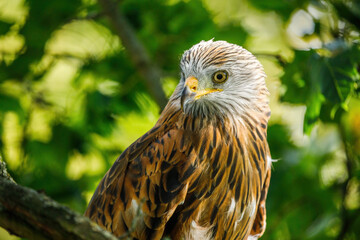 Portrait of red kite, Milvus milvus, isolated on green background. Endangered bird of prey with red feather. Cute bird with beautiful eyes and feather. Wildlife scene. Habitat Europe, Africa.