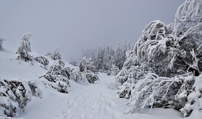 féérie d'une forêt givrée
