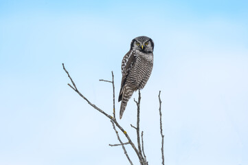 Northern Hawk Owl  Sitting on Top of Tree against Blue Background, Portrait