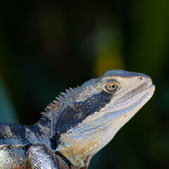 Black and white scaly lizard big eyes