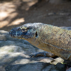 Large scaly Komodo dragon with black head
