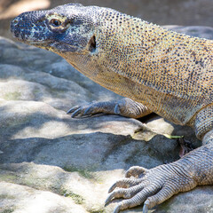 Large scaly Komodo dragon with black head