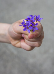 hand giving wild flower with love. beautiful background