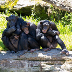 Chimpanzee Monkeys lazing around on a hot day