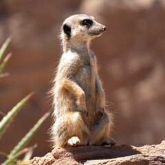 Fototapeta premium Cute big eyed meerkat on the lookout