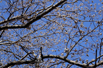 葉の落ちた枝にたくさんのナンキンハゼの種